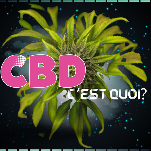 couverture-article-CBD