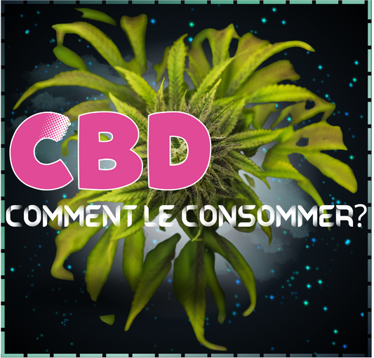 couverture-article-consommation-CBD