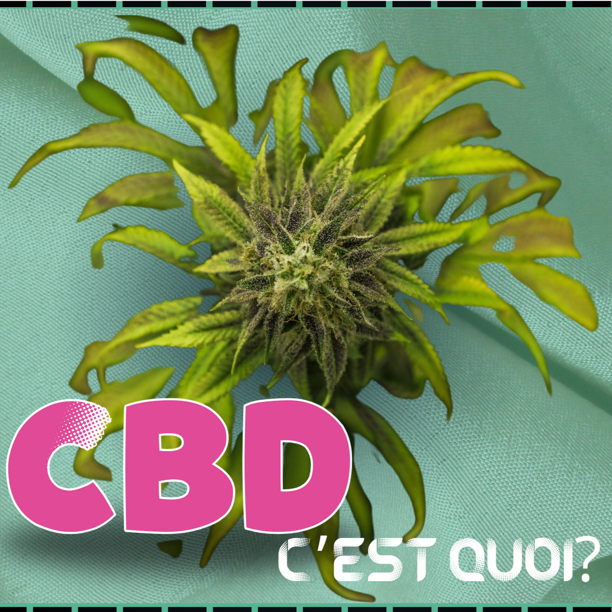 image cbd c'est quoi article de blog